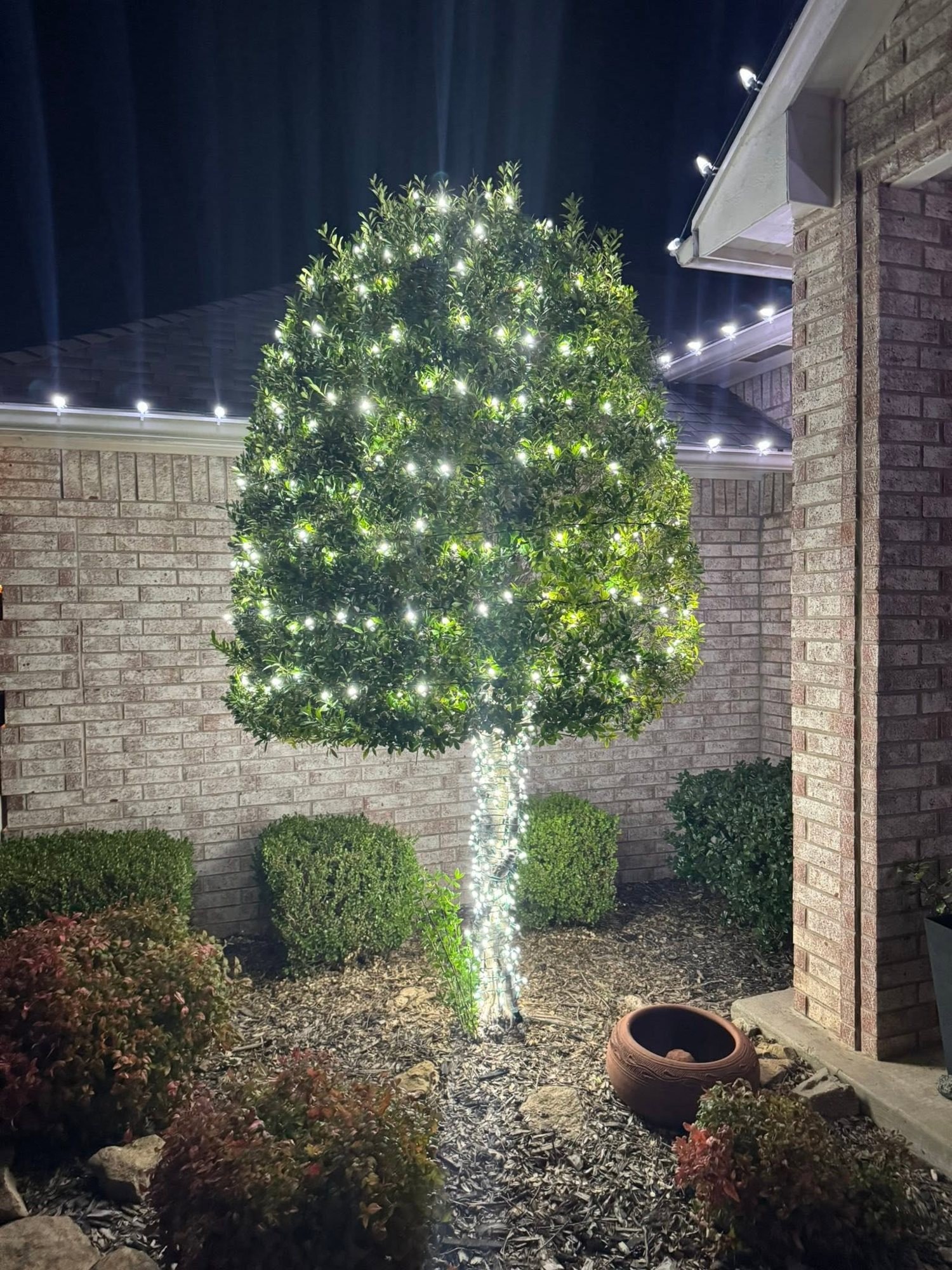 Warm white lights wrapped around a tree trunk and branches at night