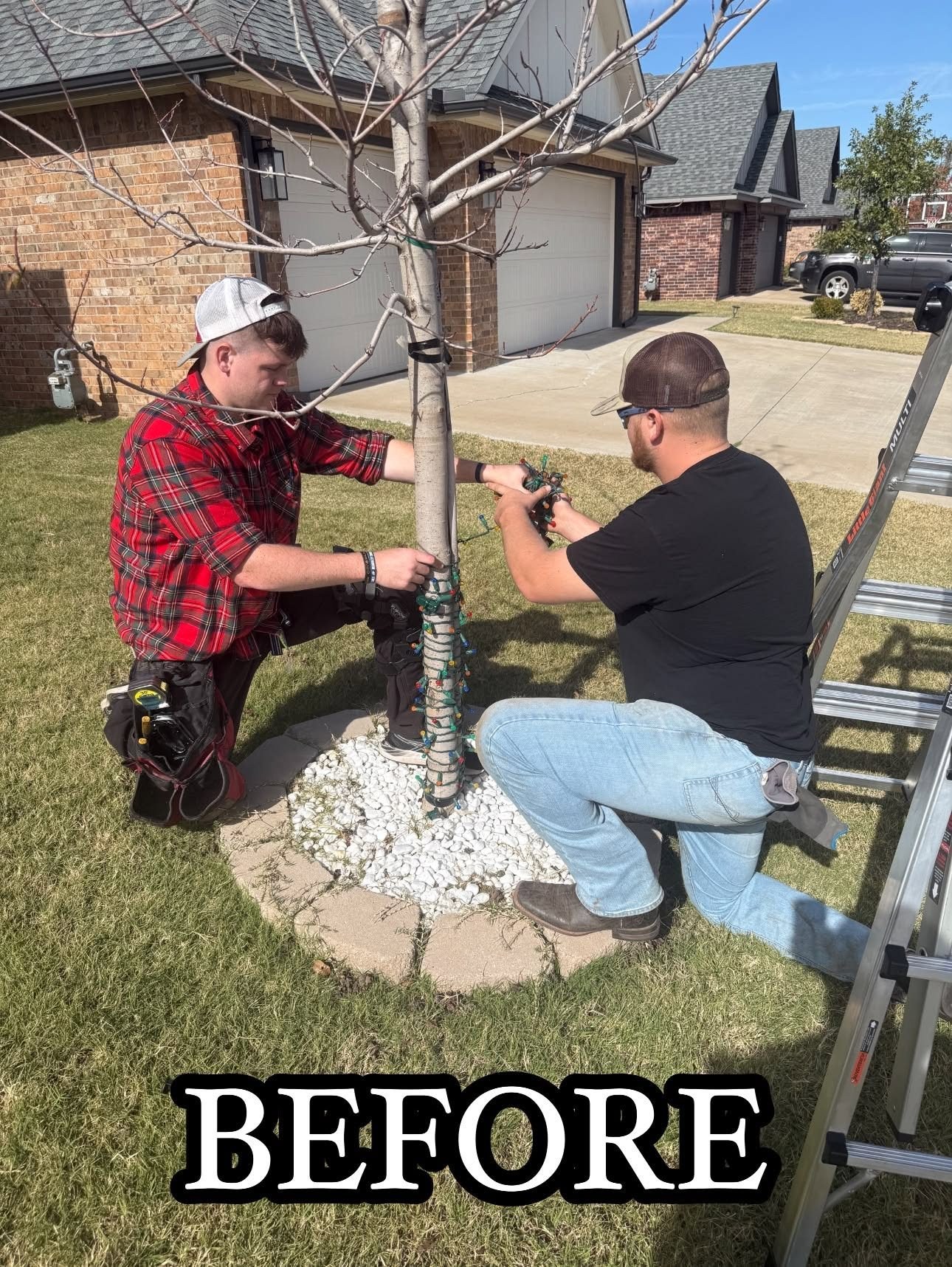 Before: preparing a tree for its light wrap